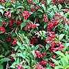 Weigela - Red Prince - Weigela