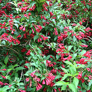 Weigela - 'Red Prince' (Weigela)