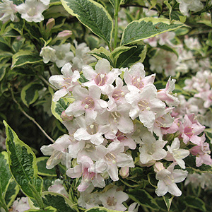 Weigela florida - 'Variegata' (Weigela)