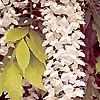 Wisteria sinensis - Alba