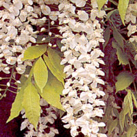 Wisteria sinensis - Alba