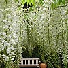 Wisteria floribunda - Alba - Wisteria