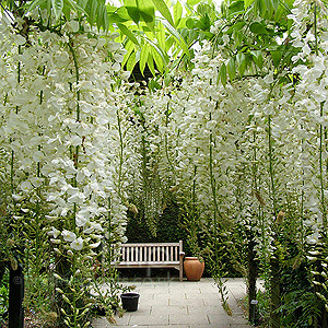 Wisteria floribunda - 'Alba' (Wisteria)