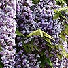 Wisteria floribunda - Black Dragon - Wisteria