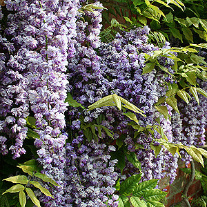 Wisteria floribunda - 'Black Dragon' (Wisteria)