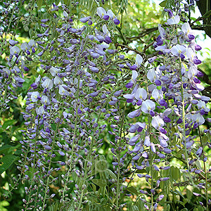 Wisteria floribunda (Wisteria)