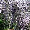 Wisteria floribunda - Domino - Wisteria