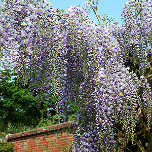 Wisteria floribunda - 'Domino' (Wisteria)