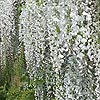 Wisteria floribunda - Kuci-Beni - Wisteria