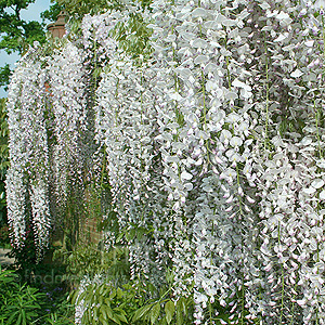 Wisteria floribunda - 'Kuci-Beni' (Wisteria)