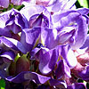 Wisteria frutescens - Longwood Purple - Wisteria