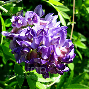 Wisteria frutescens - 'Longwood Purple' (Wisteria)