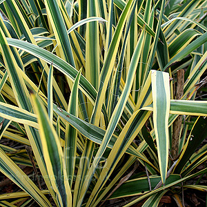 Yucca filamentosa - 'Bright Edge' (Adam's Needle)