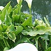 Zantedeschia aethiopica - Crowborough - Arum Lily
