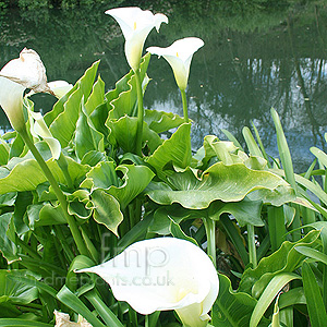 Zantedeschia aethiopica - 'Crowborough' (Arum Lily)