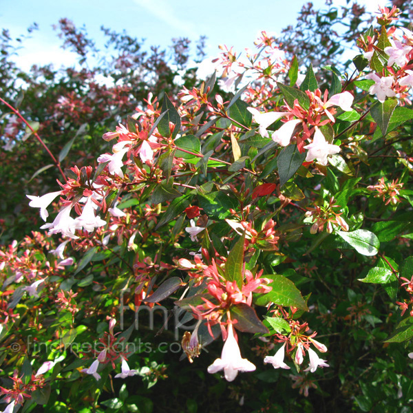 Big Photo of Abelia X Grandiflora