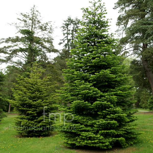 Big Photo of Abies Cephalonica