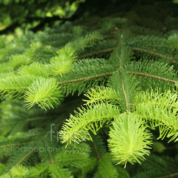 Big Photo of Abies Cephalonica, Leaf Close-up