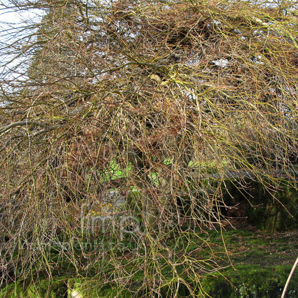 Big Photo of Acer Palmatum