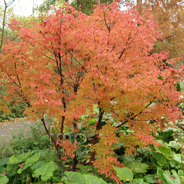 Big Photo of Acer Griseum