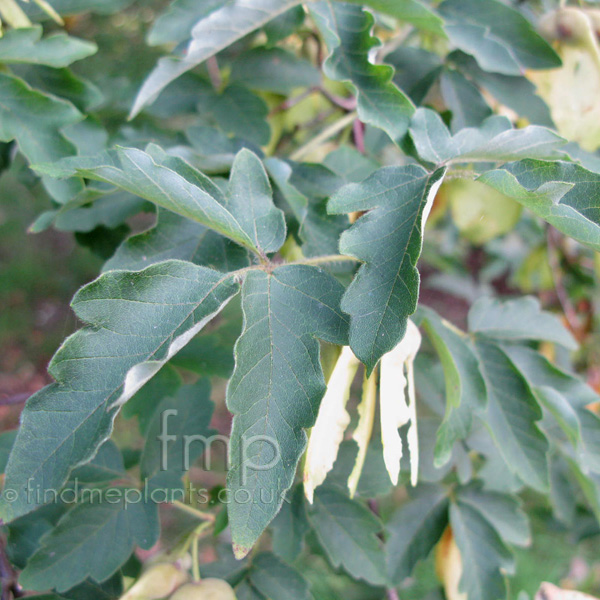 Big Photo of Acer Griseum, Leaf Close-up