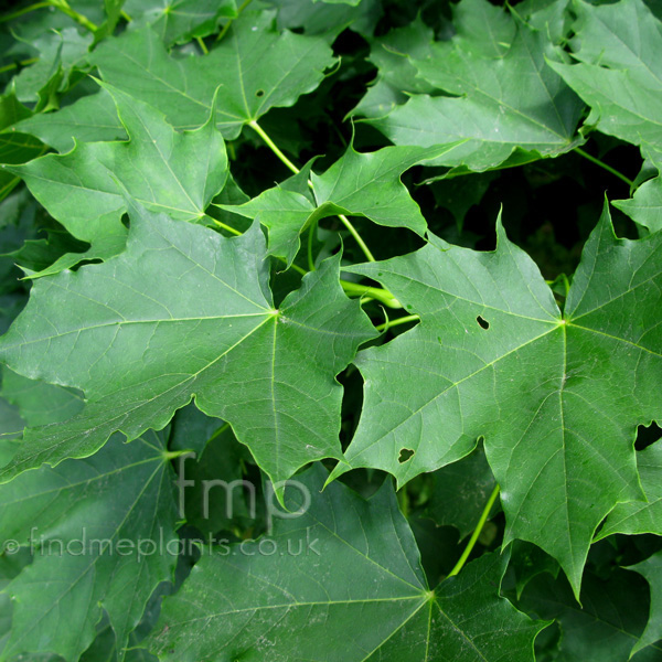 Big Photo of Acer Platanoides Lf