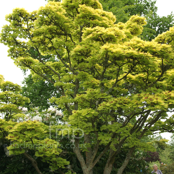 Big Photo of Acer Shirasawanum