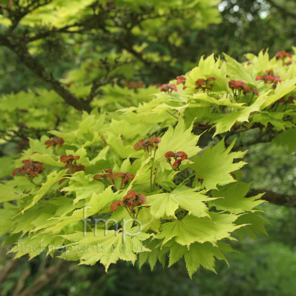 Big Photo of Acer Shirasawanum, Leaf Close-up