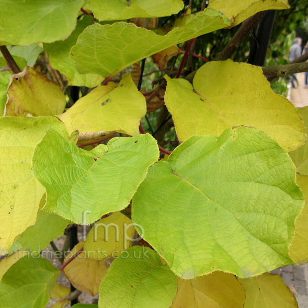 Big Photo of Actinidia Deliciosa, Leaf Close-up