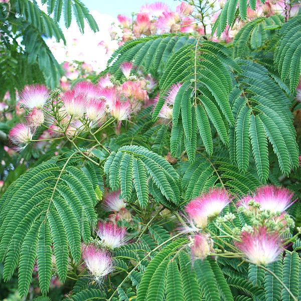 albizia julibrissin rosea plant mimosa silk tree