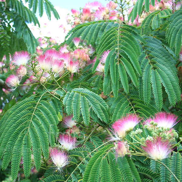 Big Photo of Albizia Julibrissin