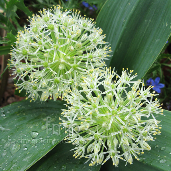 Big Photo of Allium Karataviense, Flower Close-up