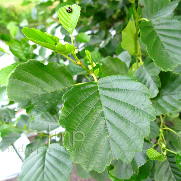 Big Photo of Alnus Glutinosa, Leaf Close-up