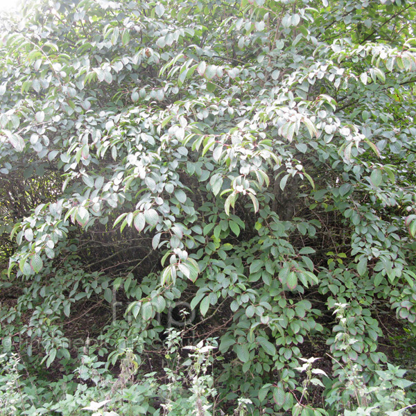 Big Photo of Amelanchier Alnifolia