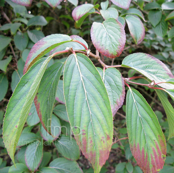 Big Photo of Amelanchier Alnifolia, Leaf Close-up
