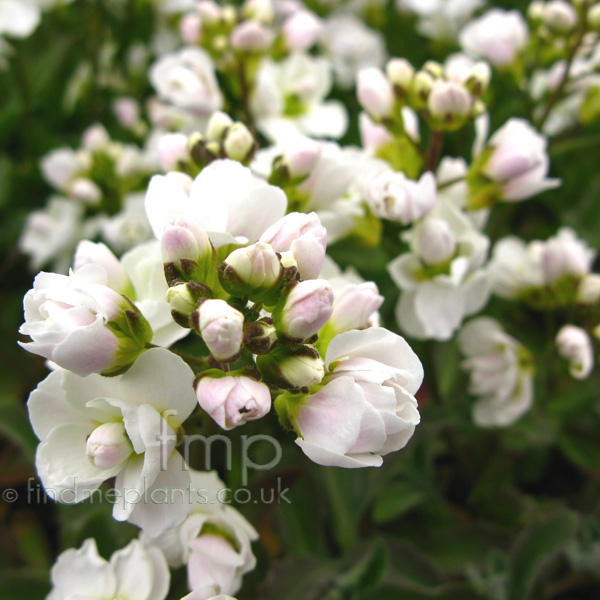 Big Photo of Arabis Alpina, Flower Close-up