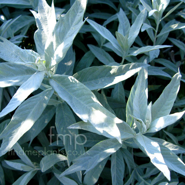 Big Photo of Artemisia Ludoviciana, Leaf Close-up