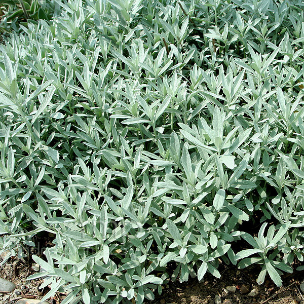 Big Photo of Artemisia Ludoviciana