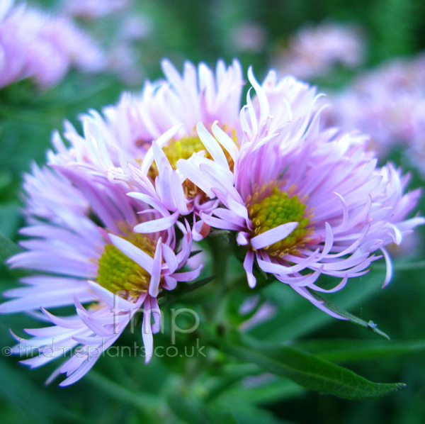 Big Photo of Aster  Novae-Angliae, Flower Close-up