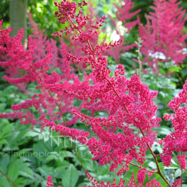 Big Photo of Astilbe X Arendsii, Flower Close-up