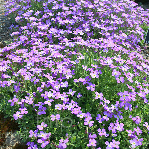 aubretia plant aubrieta purple alpine cascade plants