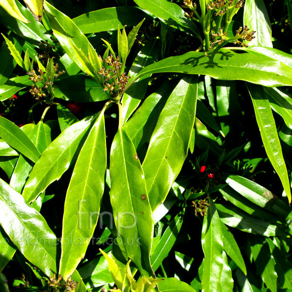 Big Photo of Aucuba Japonica, Leaf Close-up
