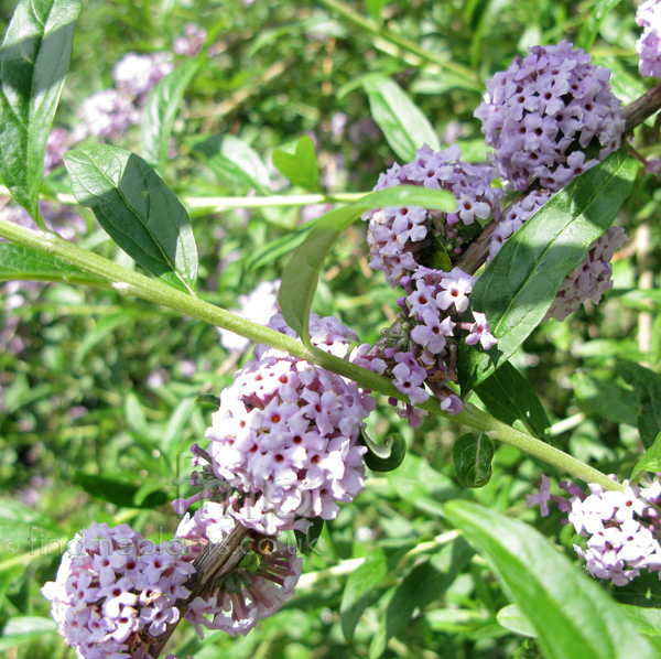Big Photo of Buddleja Alternifolia, Flower Close-up