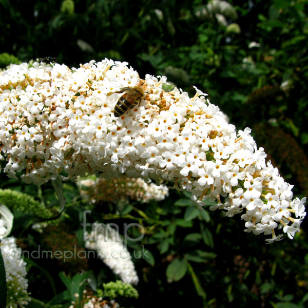 Big Photo of Buddleja Davidii, Flower Close-up