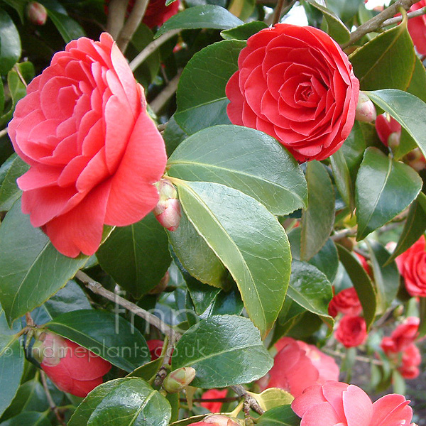 Big Photo of Camellia Japonica