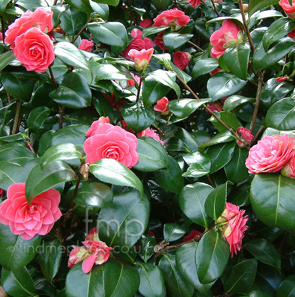 Big Photo of Camellia Japonica