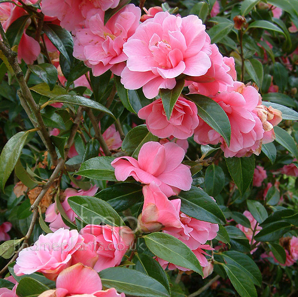 Big Photo of Camellia 