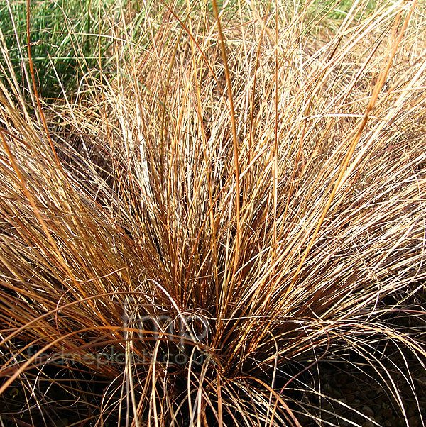 Big Photo of Carex 