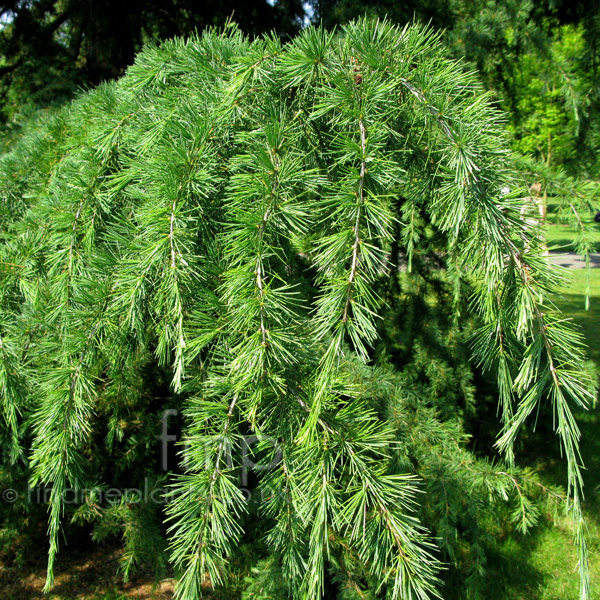 Big Photo of Cedrus Deodara, Leaf Close-up