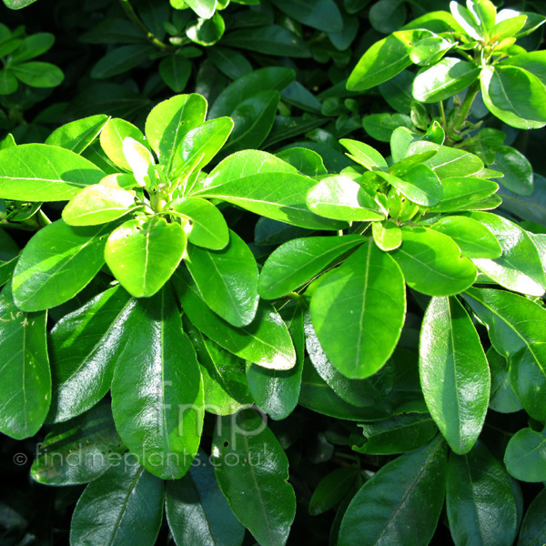 Big Photo of Choisya Ternata Leaf